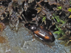Elaphropus quadrisignatus