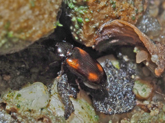 Elaphropus quadrisignatus