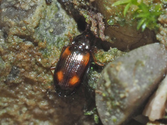 Elaphropus quadrisignatus