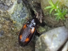 Elaphropus quadrisignatus