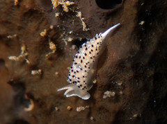 Caloria elegans