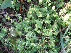 Galium verrucosum