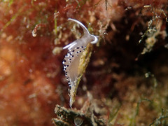 Caloria elegans