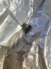 Neoscapteriscus vicinus