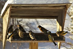 Coccothraustes vespertinus vespertinus
