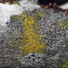 Candelariella xanthostigmoides