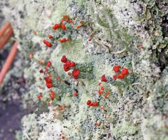 Cladonia ravenelii