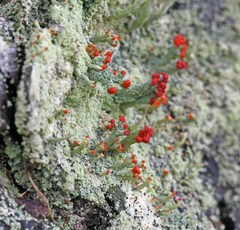 Cladonia ravenelii