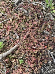 Pterostegia drymarioides