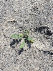Phacelia stellaris