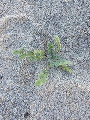 Phacelia stellaris