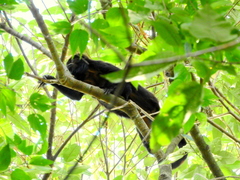 Alouatta guariba