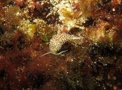 Caloria elegans
