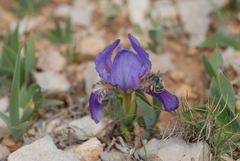 Iris lutescens chamaeiris
