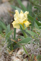 Iris lutescens chamaeiris
