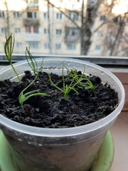 Pinus sylvestris