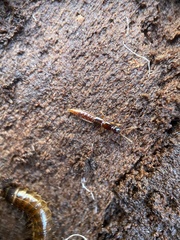 Atrecus affinis