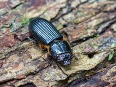 Passalus