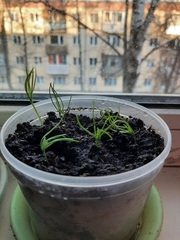Picea abies