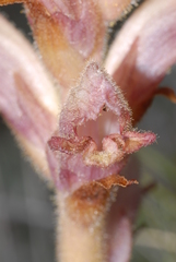 Orobanche teucrii