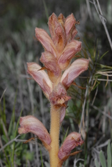 Orobanche teucrii