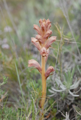 Orobanche teucrii