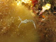 Caloria elegans