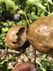 Amphibolips quercusspongifica