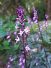 Stenoglottis fimbriata