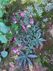 Stenoglottis fimbriata