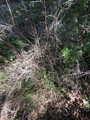 Muhlenbergia dumosa