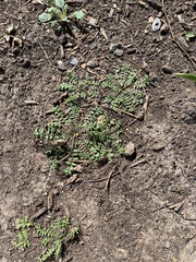 Lepidium sativum