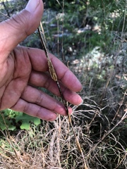 Muhlenbergia dumosa