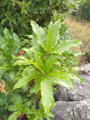 Quercus humboldtii
