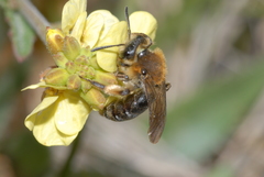Andrena lagopus