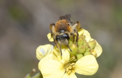 Andrena lagopus