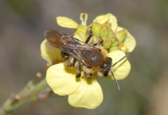 Andrena lagopus