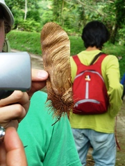 Centrolobium paraense