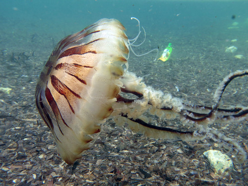 Compass Jelly, photo 2 of 7