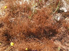 Sabulina tenuifolia
