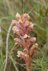 Orobanche teucrii