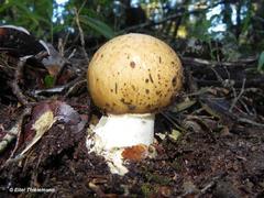 Amanita diemii