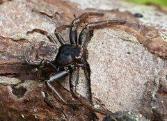 Coriarachne depressa