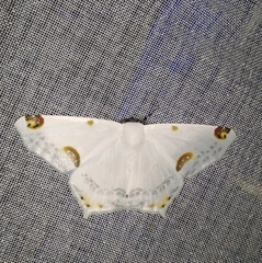 Sericoptera mahometaria