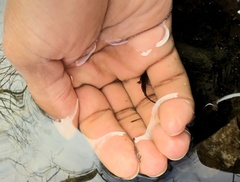 Ambystoma opacum
