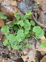 Ranunculus parviflorus