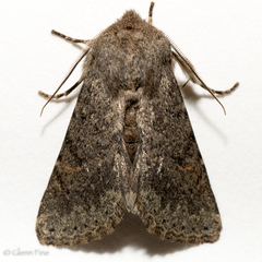 Orthosia terminata