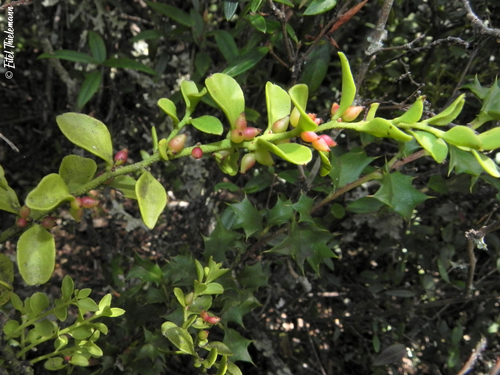 Antidaphne punctulata