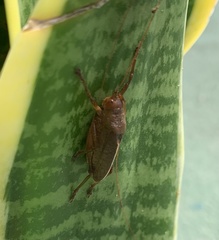 Idiarthron hammuliferum