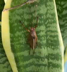 Idiarthron hammuliferum